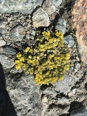 Draba hoppeana