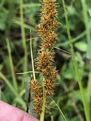 Carex vulpina