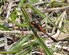 Erythrodiplax abjecta