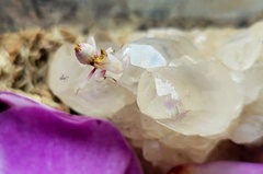 Hymenopus coronatus