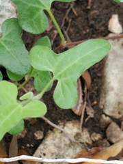 Jo Roberts, CC BY, iNaturalist via GBIF Aristolochia coryi, photograph Jo Roberts, CC BY, iNaturalist via GBIF