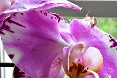Hymenopus coronatus