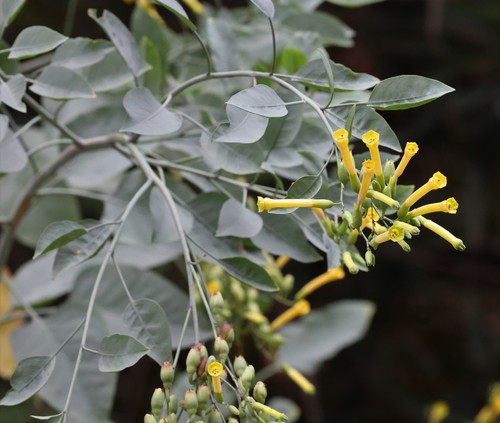 photo of Tree Tobacco (Nicotiana glauca)