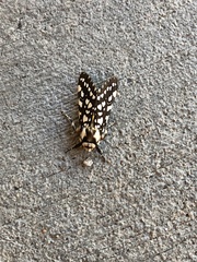 Lophocampa ingens