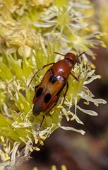 Macrosiagon bimaculata