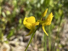 Utricularia cornuta