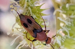 Macrosiagon bimaculata