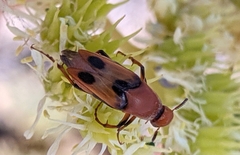 Macrosiagon bimaculata