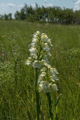 Platanthera praeclara