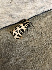 Apantesis incorrupta