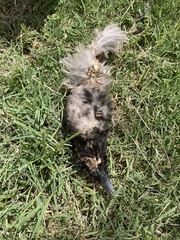 Corvus cornix sharpii