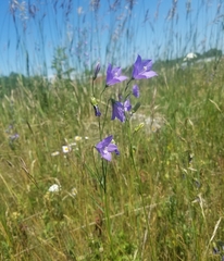 Campanula petiolata