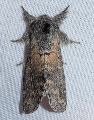 Gluphisia severa