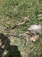 Corvus cornix sharpii