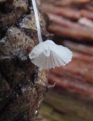 Mycena alphitophora