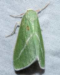 Chlorosea margaretaria