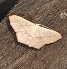 Scopula imitaria