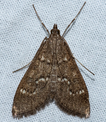 Mecyna mustelinalis