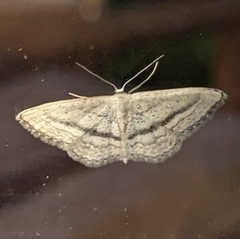 Idaea mediaria