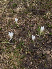 Crocus vernus
