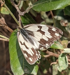Melanargia lachesis