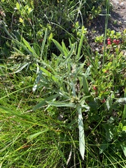 Omalotheca norvegica