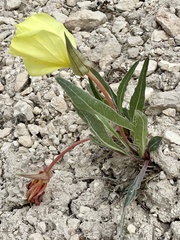 Oenothera howardii