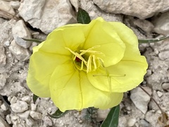 Oenothera howardii