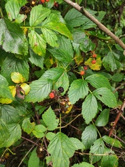 Rubus coreanus