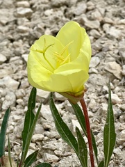 Oenothera howardii