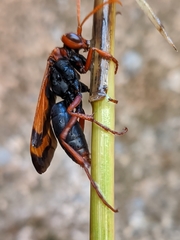 Hemipepsis mauritanica