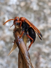 Hemipepsis mauritanica