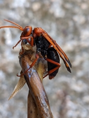 Hemipepsis mauritanica