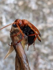 Hemipepsis mauritanica