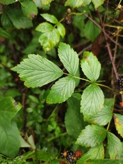 Rubus coreanus