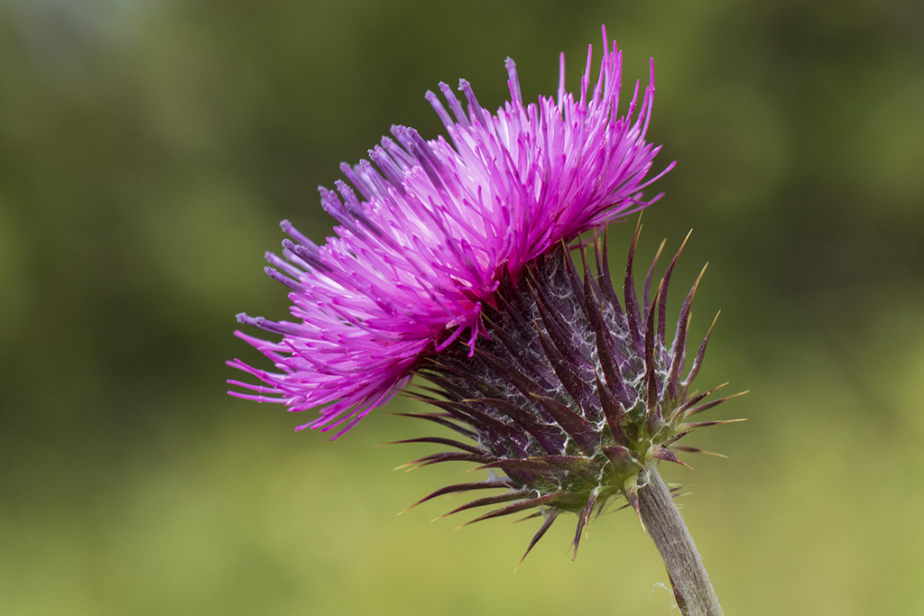 Carduus lusitanicus