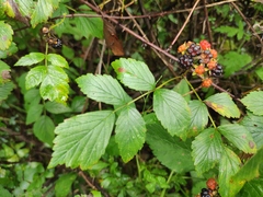 Rubus coreanus