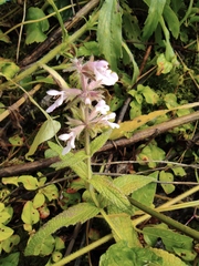Stachys affinis