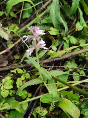 Stachys affinis