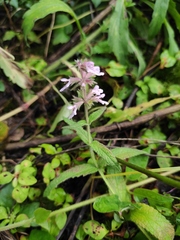Stachys affinis