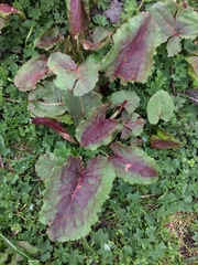 Rumex alpinus