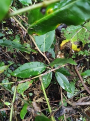 Elaeagnus lanceolata