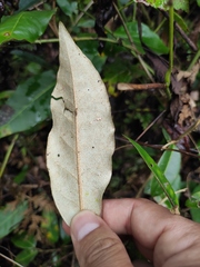 Elaeagnus lanceolata