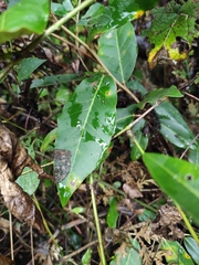 Elaeagnus lanceolata