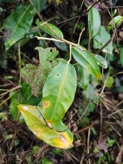 Elaeagnus lanceolata