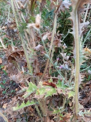 Carduus pycnocephalus