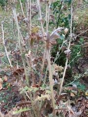 Carduus pycnocephalus