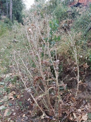 Carduus pycnocephalus