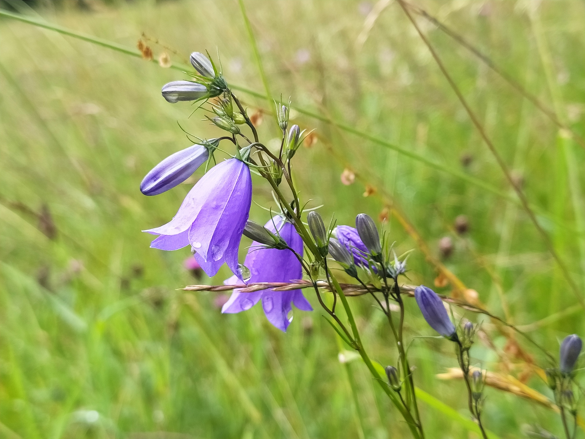 Campanula baumgartenii