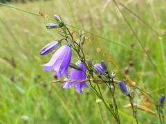 Campanula baumgartenii baumgartenii